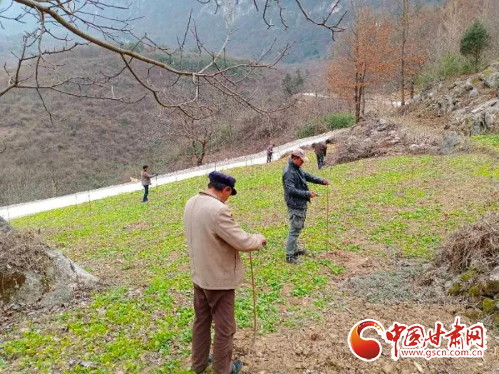 【甘肅全民戰(zhàn)“疫”】戰(zhàn)“疫”中，隴南稻坪的春天