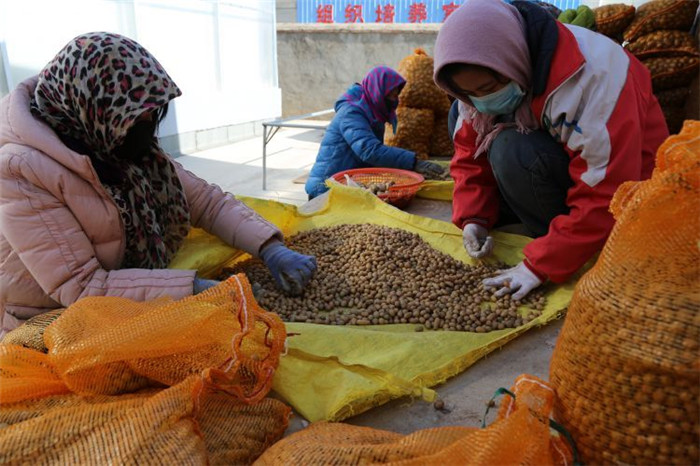 了不起！甘肅定西馬鈴薯良種出口7個國家