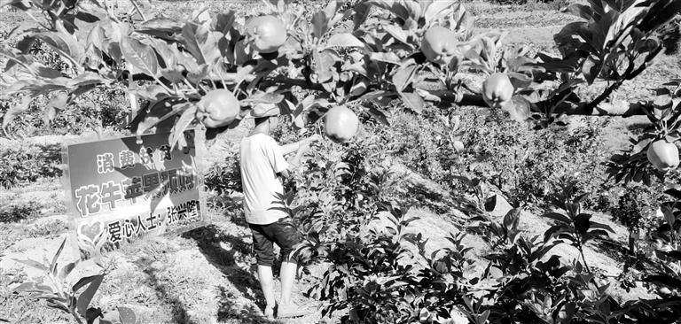 “于堡村果園”開張記——認(rèn)購(gòu)“一棵樹”，結(jié)出“致富果”