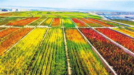 拉開架勢興產(chǎn)業(yè)——武威天?？h發(fā)展特色農(nóng)業(yè)綜述