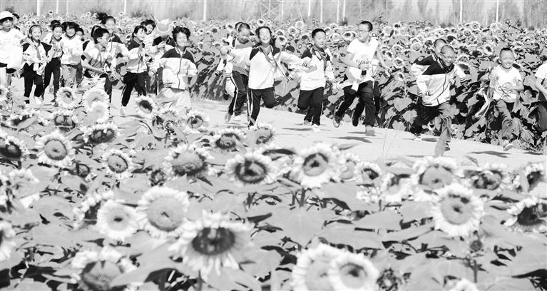 蘭州新區(qū)萬(wàn)畝向日葵花海美如畫