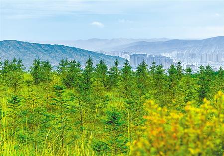 隴中有片“福州林”——看福建“長汀經驗”是如何破解定西脫貧兩大難題的