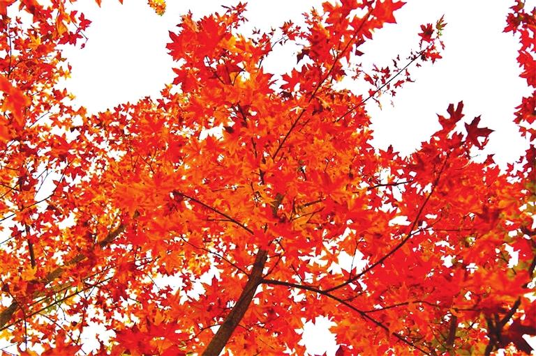 出彩啦！蘭州高校秋景驚艷來襲，快到秋日調(diào)色盤里pick你的母校