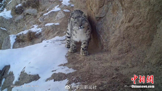 精靈漫步！甘肅阿克塞祁連山深處現(xiàn)雪豹身影