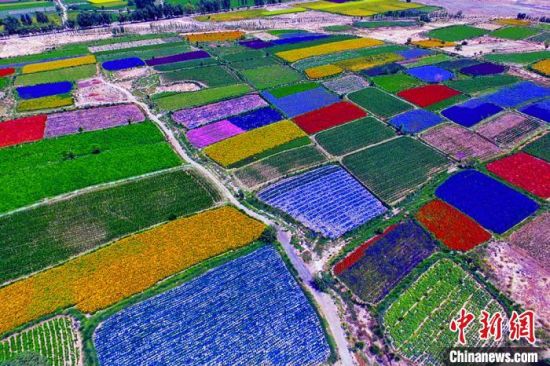 甘肅酒泉：除了天時地利，還有一“種”力