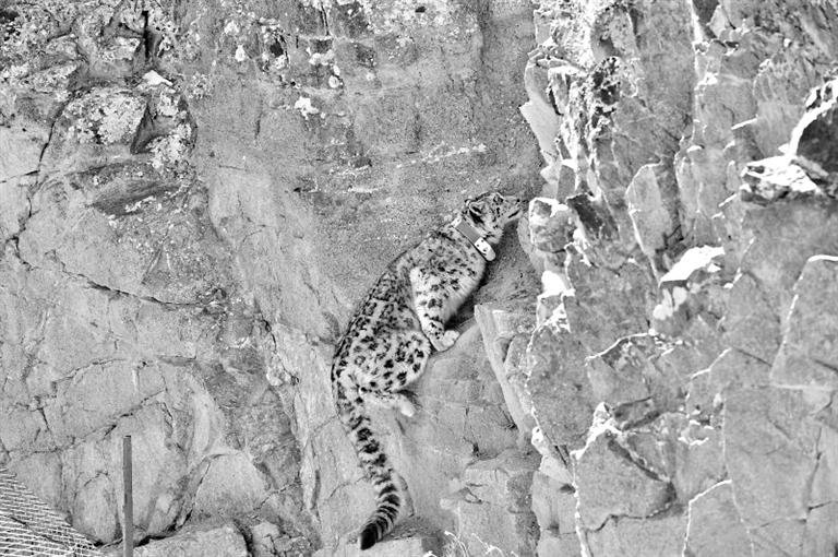 首例！肅北鹽池灣保護(hù)區(qū)一只雪豹被戴上定位項圈