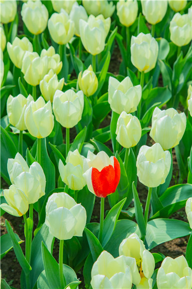 花叢中，別具一格。羅云希 攝