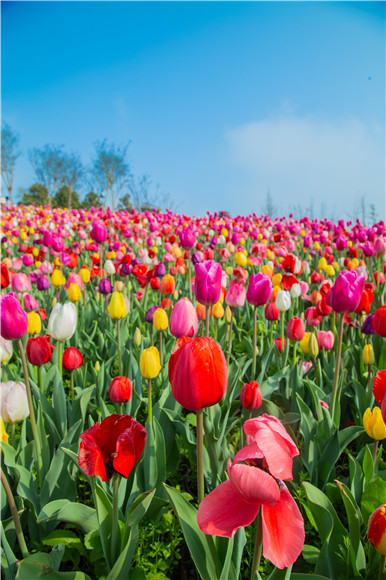 花的海洋。羅云希 攝