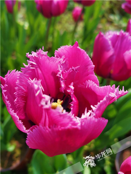 特色郁金香品種，花邊呈鋸齒狀。華龍網(wǎng)—新重慶客戶端記者 舒婷 攝