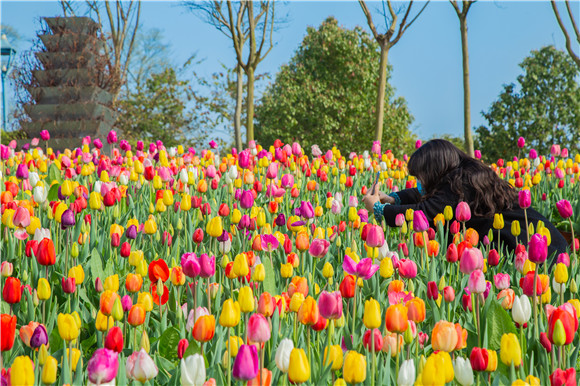 五顏六色郁金香花海。羅云希 攝