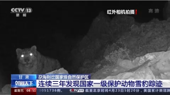 “大貓”出沒！甘肅尕海則岔保護(hù)區(qū)連續(xù)三年發(fā)現(xiàn)雪豹蹤跡