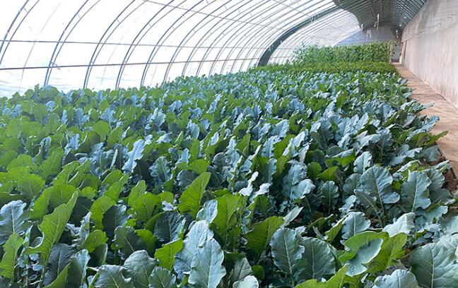 【小康圓夢·看甘肅】靈臺梁原鄉(xiāng)：富民產(chǎn)業(yè)齊發(fā)展 鄉(xiāng)村振興正當(dāng)時