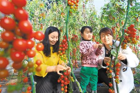 酒泉市肅州區(qū)東洞戈壁產(chǎn)業(yè)園里的圣女果、人參果陸續(xù)成熟上市