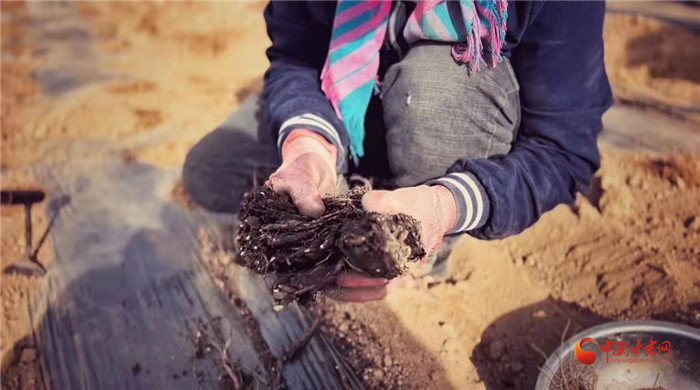 【隴拍客】好消息！榆中縣馬坡鄉(xiāng)在高海拔的馬銜山山麓種植1500畝當(dāng)歸