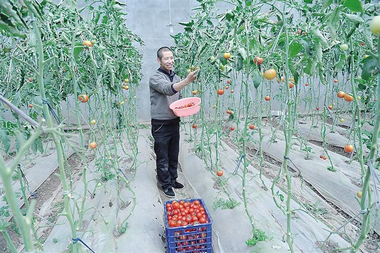 臨夏縣尹集、刁祁鎮(zhèn)易地扶貧搬遷后續(xù)產(chǎn)業(yè)園有日光溫室534座