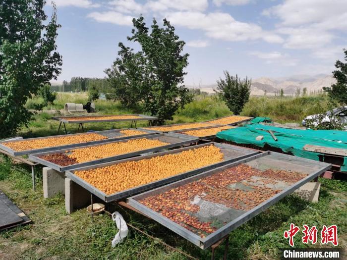 圖為肅北蒙古族自治縣的“李廣杏”。(資料圖) 受訪者供圖