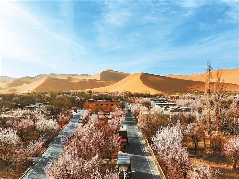 近日，敦煌鳴沙山下的李廣杏杏花陸續(xù)開放，美如畫卷。新甘肅·甘肅日報通訊員　張曉亮