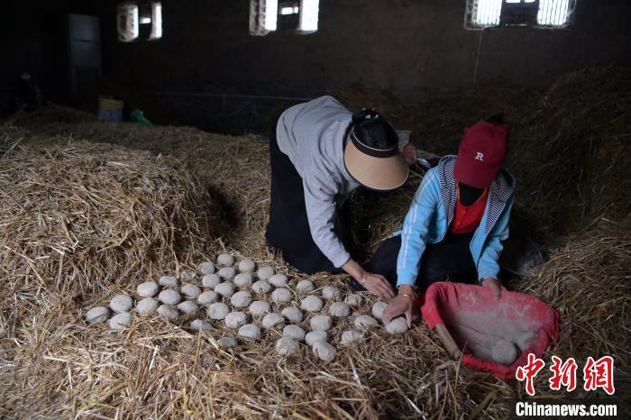 酒曲成型之后入曲房，入室之前要灑水，再鋪青稞草，防止曲塊的水分被吸走，曲房內(nèi)有通風道、窗戶、暖氣、電熱爐等各種控制曲房溫度的設(shè)備。圖為5月10日，工作人員將成型的曲塊搬運到曲房。九美旦增　攝