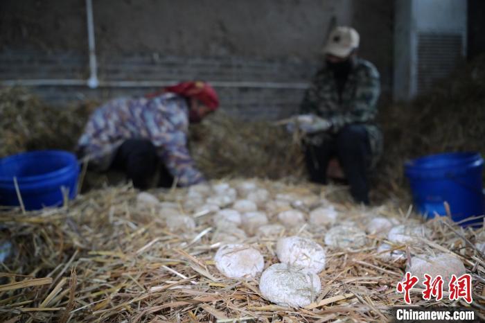 酒曲從曲坯入房培養(yǎng)到培養(yǎng)結(jié)束，整個培養(yǎng)周期控制在4至8天，曲坯的要求光滑，軟硬適宜，手按曲坯不松散，結(jié)實，薄厚一致。圖為5月10日，工作人員準備將培養(yǎng)好的曲坯拿到外面晾曬。九美旦增　攝