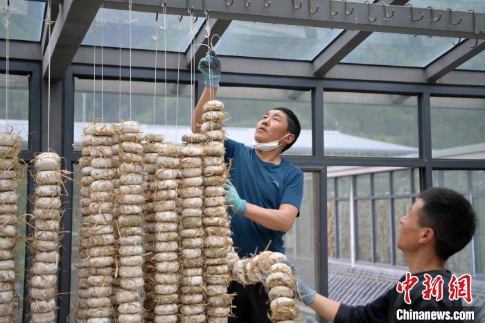 圖為5月10日，工作人員將用青稞面和青稞草等制成的曲坯用繩子串起來晾曬。九美旦增　攝