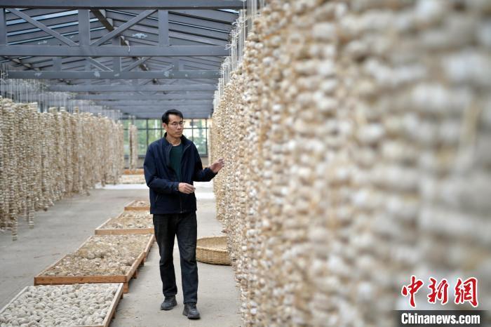 圖為5月10日，工作人員檢查晾曬的曲胚。九美旦增　攝