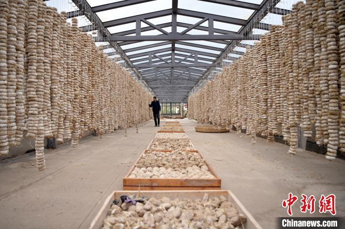 圖為5月10日，工作人員檢查晾曬的曲胚。九美旦增　攝