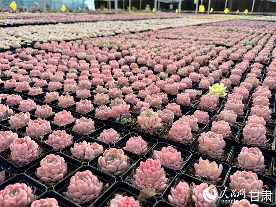 蘭州鑫源現(xiàn)代農(nóng)業(yè)休閑觀光旅游景區(qū)多肉大棚。人民網(wǎng)記者 焦隆攝