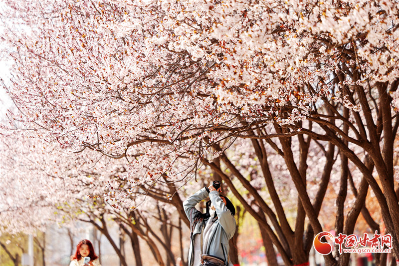 網(wǎng)絡(luò)中國節(jié)·清明丨隴原春色正好 這份出行參考助你暢游花海