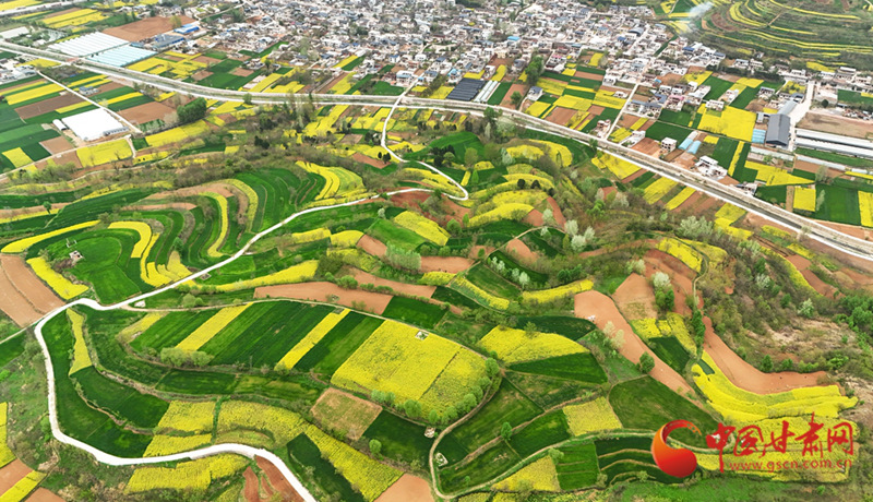 春動隴原丨成縣：花染成州 春盈隴上